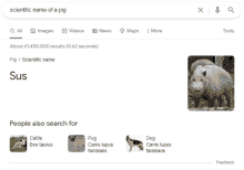 a google search for scientific name of a pig with a picture of a pig