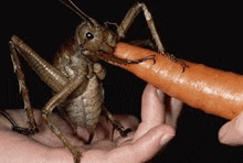 a giant grasshopper is eating a carrot in a person 's hand .