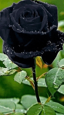 a close up of a black rose with water drops on it