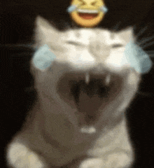 a white cat is laughing with tears coming out of its eyes and a smiley face on top of it .