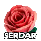 a red rose with the word serdar on it