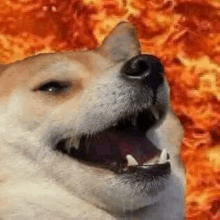 a close up of a dog with its mouth open in front of a background of fire .