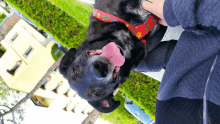 a black dog wearing a red collar with paw prints is being held by a person