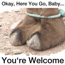 a picture of a camel 's foot with the words " okay here you go baby ... you 're welcome "