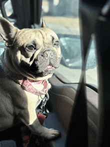 a french bulldog wearing a pink scarf is sitting in a car