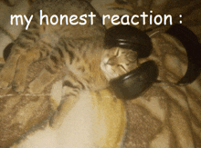 a cat wearing headphones laying on a blanket with the words " my honest reaction " written above it