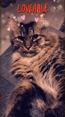 a picture of a cat with hearts and the word loveable above it