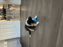 a black and white puppy is playing with a blue toy on the floor