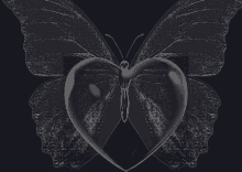 a butterfly with a heart in its wings on a dark background