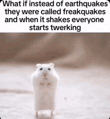 a white hamster is standing on its hind legs with a caption that says what if instead of earthquakes