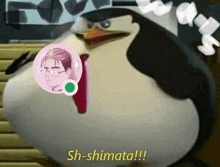 a cartoon penguin says sh-shimata !!! in a bubble