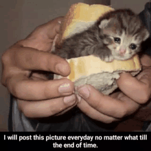 a person is holding a kitten on a piece of bread with the caption i will post this picture everyday