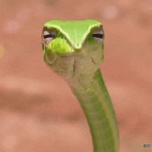 a close up of a green snake 's head with a brown background