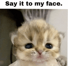 a close up of a kitten 's face with a caption that says `` say it to my face . ''