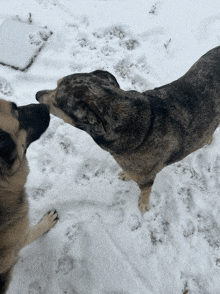 two dogs are playing in the snow and one has a black spot on its head