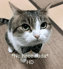 a cat wearing a bow tie is looking at the camera with the caption " no hace nada hd "