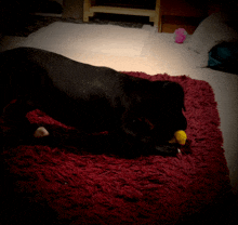 a black dog is laying on a red rug with a yellow ball in its mouth