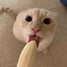 a close up of a cat eating a banana with its tongue out