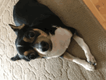 a small black and white dog laying on the floor looking up at the camera