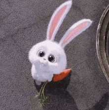 a white bunny rabbit is eating a carrot on the ground .