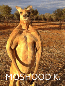 a kangaroo is standing in a field with the words moshood k. written below it