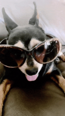 a chihuahua wearing sunglasses with its tongue out