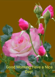 a pink rose with the words good morning have a nice day on it