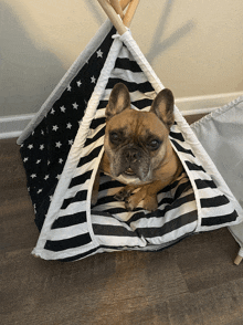 a french bulldog laying in a black and white striped teepee