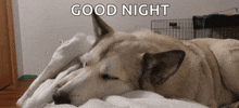 a dog laying on a bed with the words good night written above it