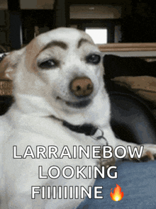 a picture of a dog with a caption that says larrainebow looking fiiiine