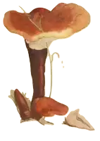 a drawing of a mushroom with a plant growing out of it on a white background