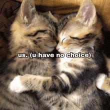 two cats hugging each other with the words us ( u have no choice ) below them