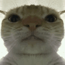 a close up of a cat 's face looking at the camera on a white background .