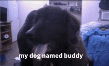 a picture of a dog with the words my dog named buddy above it