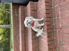 a small white dog wearing a red bandana sitting on a brick wall