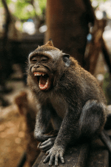 a monkey is sitting on a log with its mouth wide open