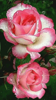 a close up of a pink and white rose with water drops on it