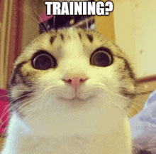 a close up of a cat 's face with the words training written above it