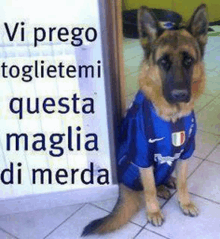 a german shepherd wearing a blue soccer jersey is sitting on the floor .