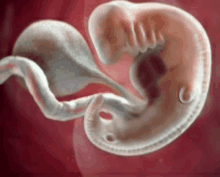 a picture of a baby 's embryo in the womb .