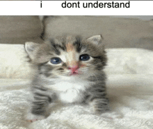 a kitten is sitting on a white blanket with the words i dont understand above it