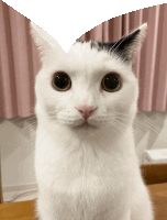 a white cat with a black spot on its ear is looking at the camera