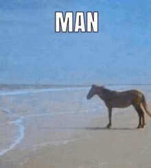 a horse is standing on a beach with the words man written on the bottom .