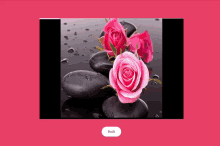 a picture of pink roses on black rocks with the word buch below