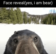 a close up of a bear 's face with the words face reveal ( yes , i am bear )