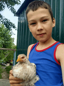 a boy in a blue tank top holds a chicken