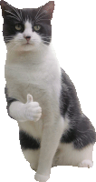 a black and white cat is sitting down and giving a thumbs up