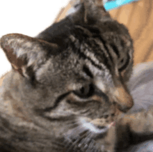 a close up of a cat 's face with its tongue out