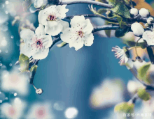 white flowers on a tree branch with chinese writing on the bottom right