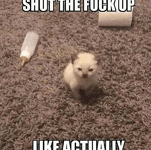 a kitten sitting on a carpet next to a roll of toilet paper